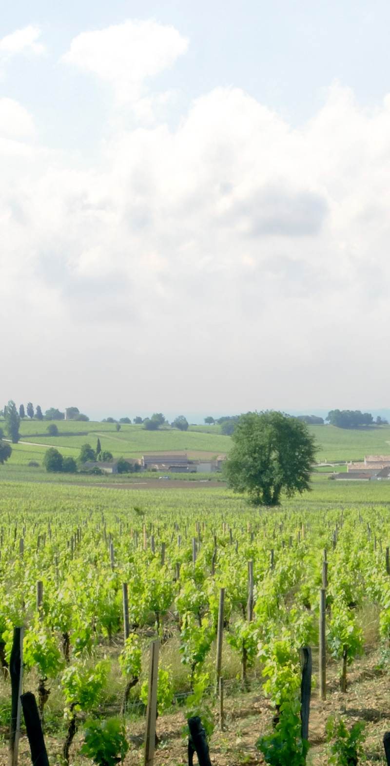 Château Coutet (Saint-Émilion) — photo principale