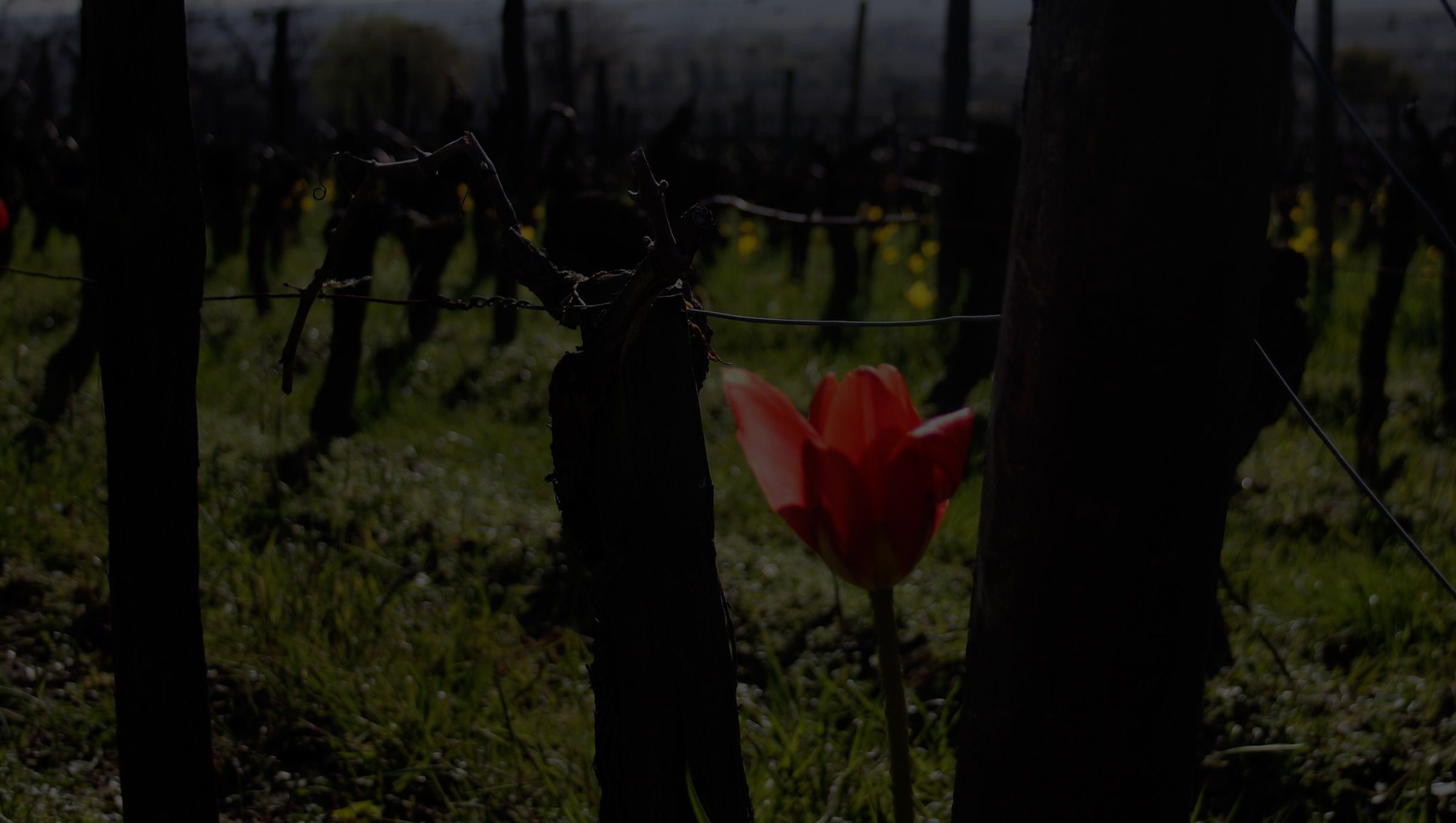 Château Coutet (Saint-Émilion) — photo 4