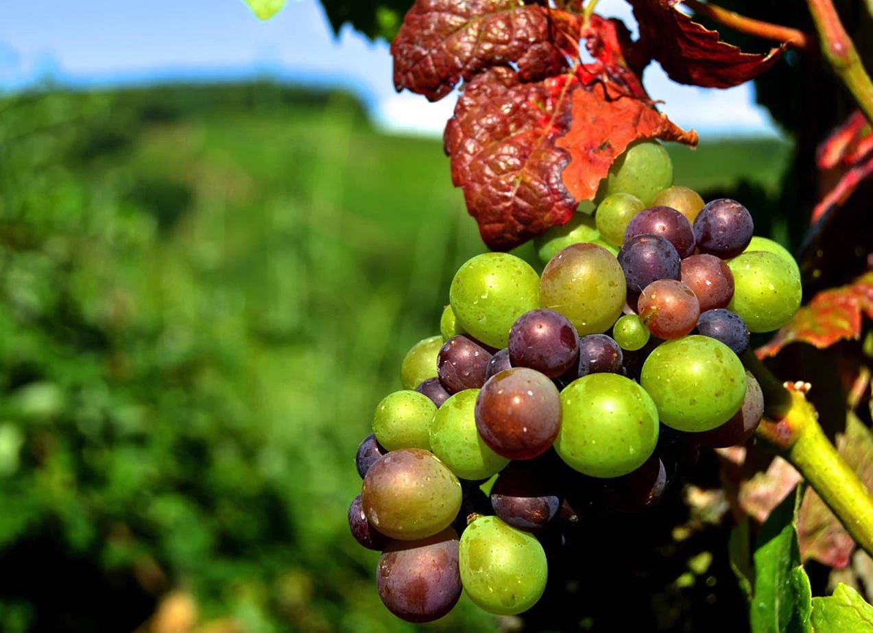 Domaine Duplessis (Bourg) — photo 2