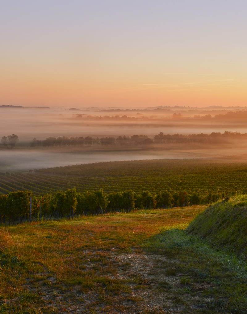 Château de la Nauve - Saint-Émilion Grand Cru