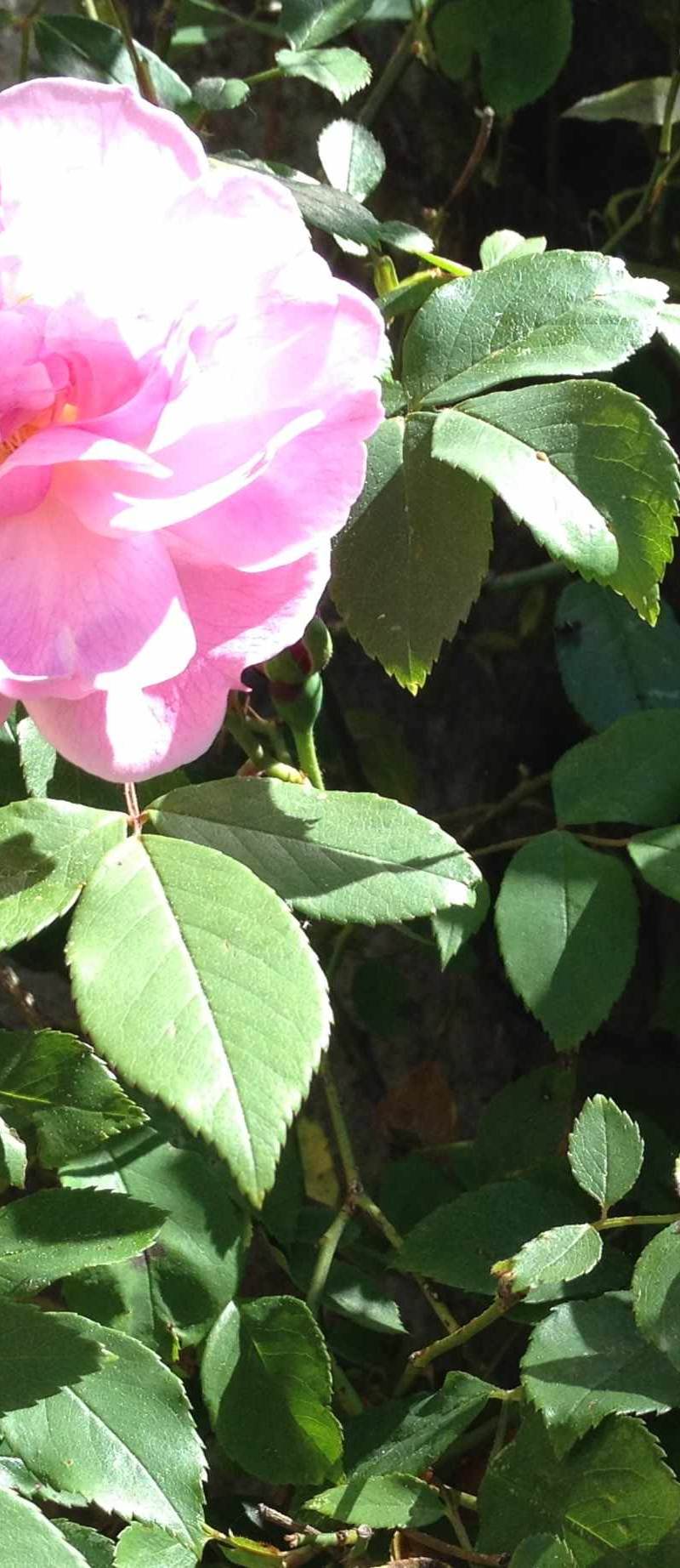 rose rose - le chateau de mouchac
