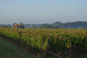 historique vignoble