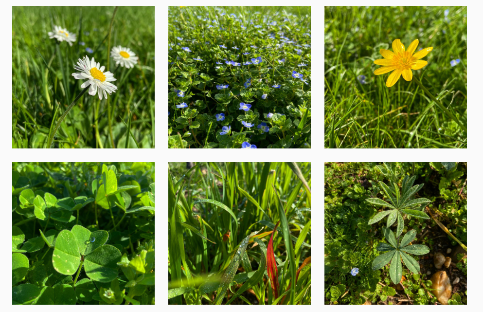 Les fleurs du vignble
