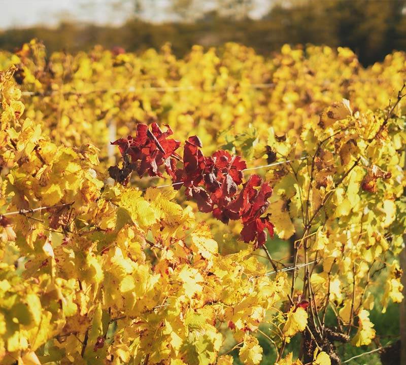 vin-blanc-chateau-montaigut