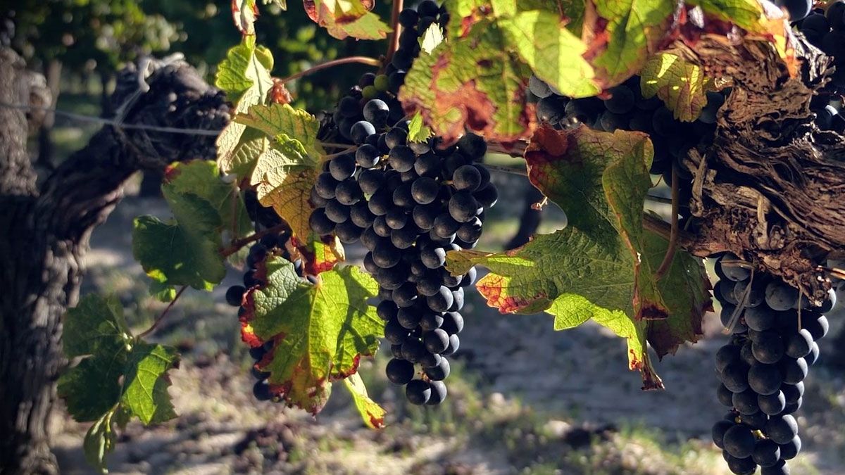 Une grappe de raisins au Château d'Arcins