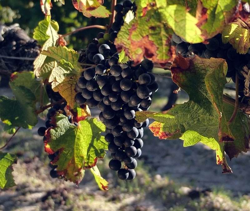 Une grappe de raisins au Château d'Arcins
