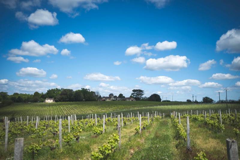 Château Petit Guillot - Côtes de Bordeaux