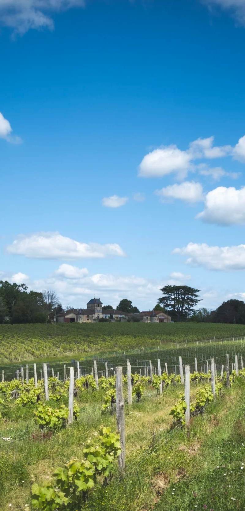 Château Petit Guillot — photo principale