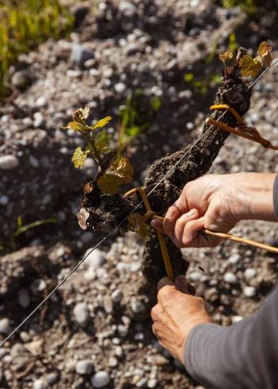 Taille d'une vigne du domaine du <span><span><span>Château Guiraud, Visite de Château Vignoble à…