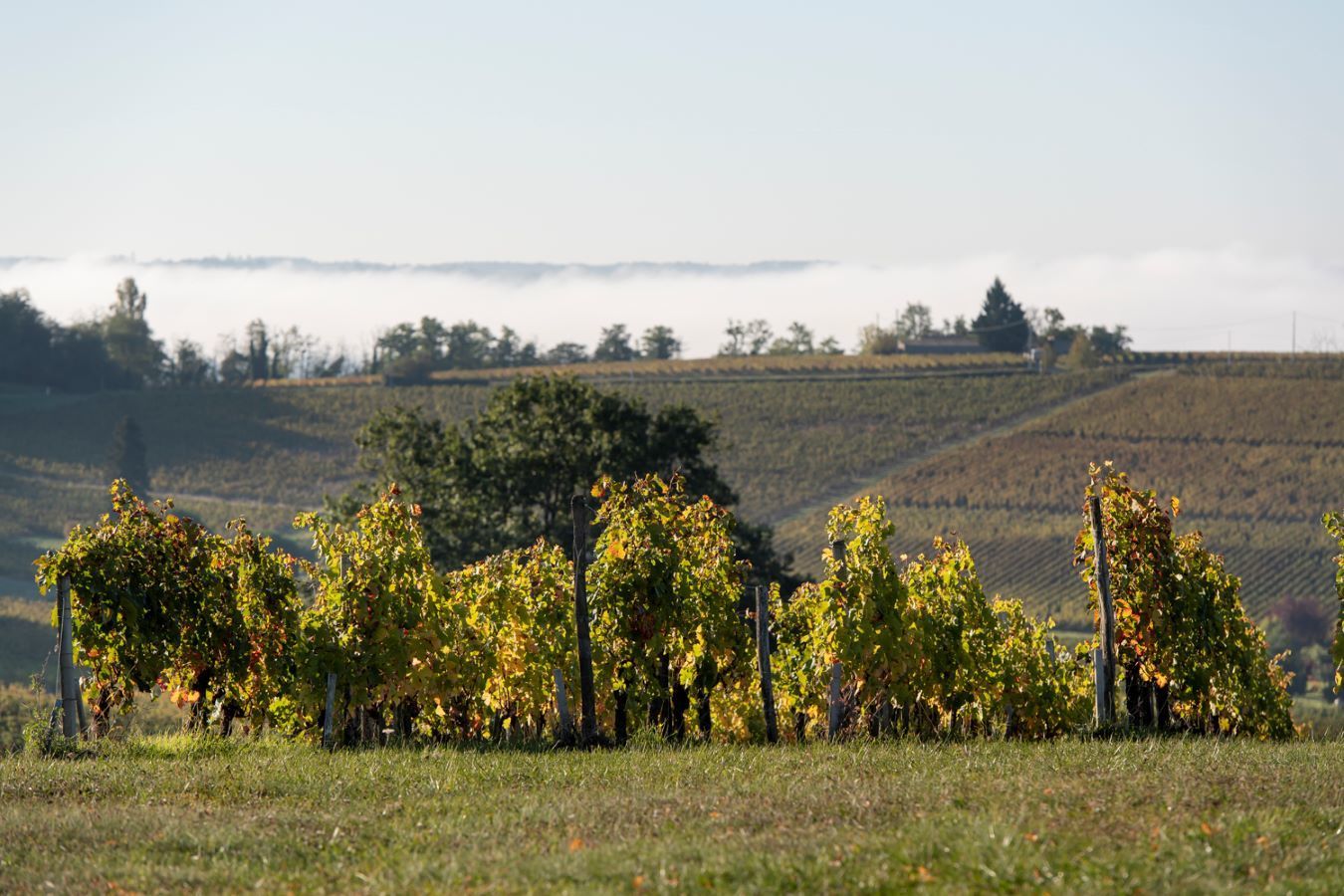 Château la Croix Lartigue - Castillon Côtes de Bordeaux