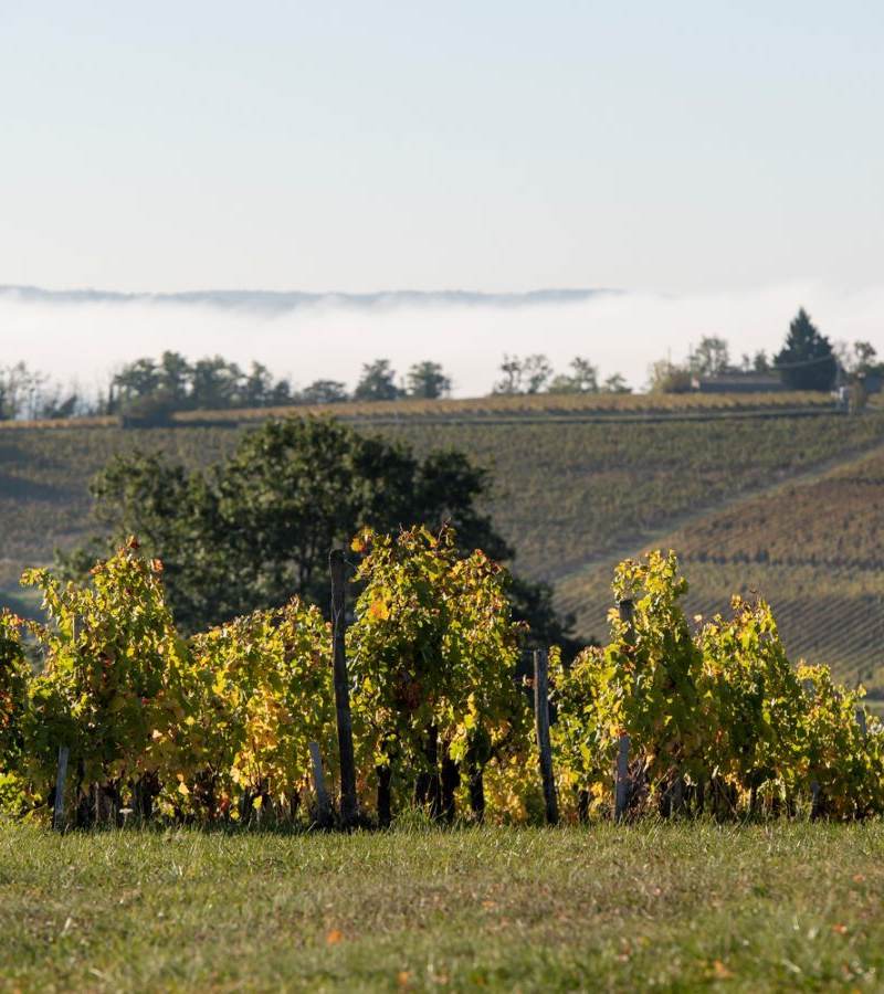 Château la Croix Lartigue - Castillon Côtes de Bordeaux