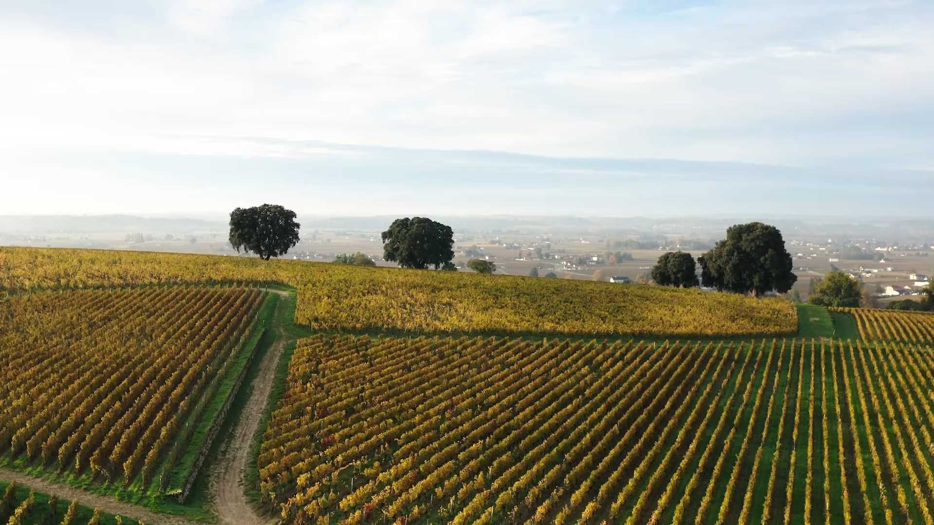 Château Pavie Macquin — photo 1