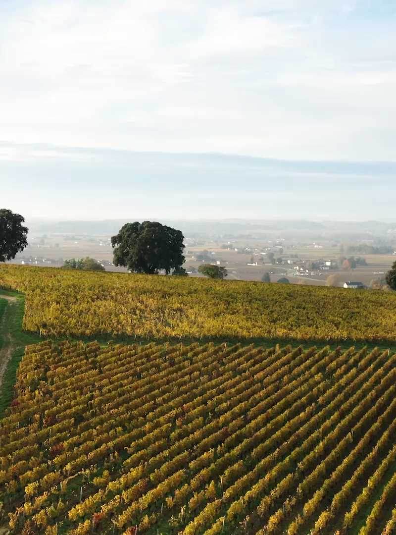 Château Pavie Macquin - Saint-Émilion