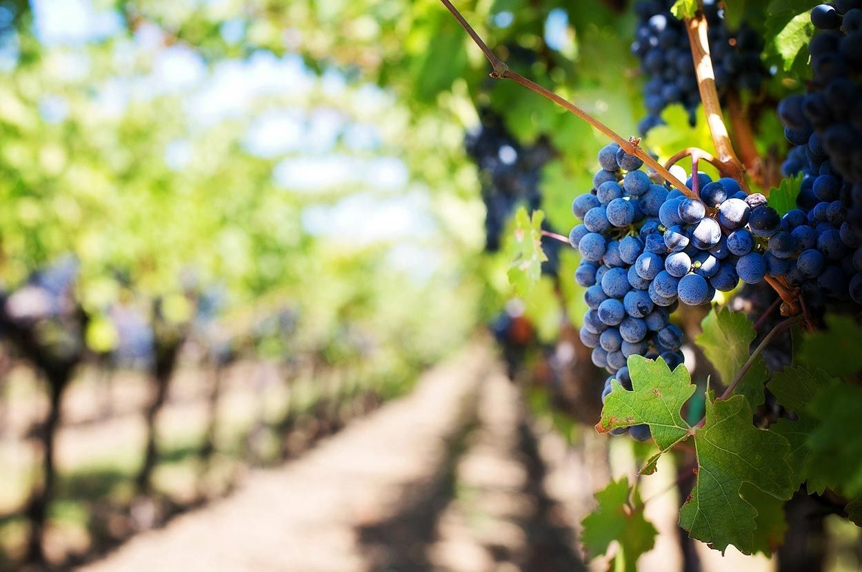 Producteur de vin Arcachon, Producteur de vin Bordeaux, Producteur de vin Gironde, Producteur de vin Médoc, Vente directe…