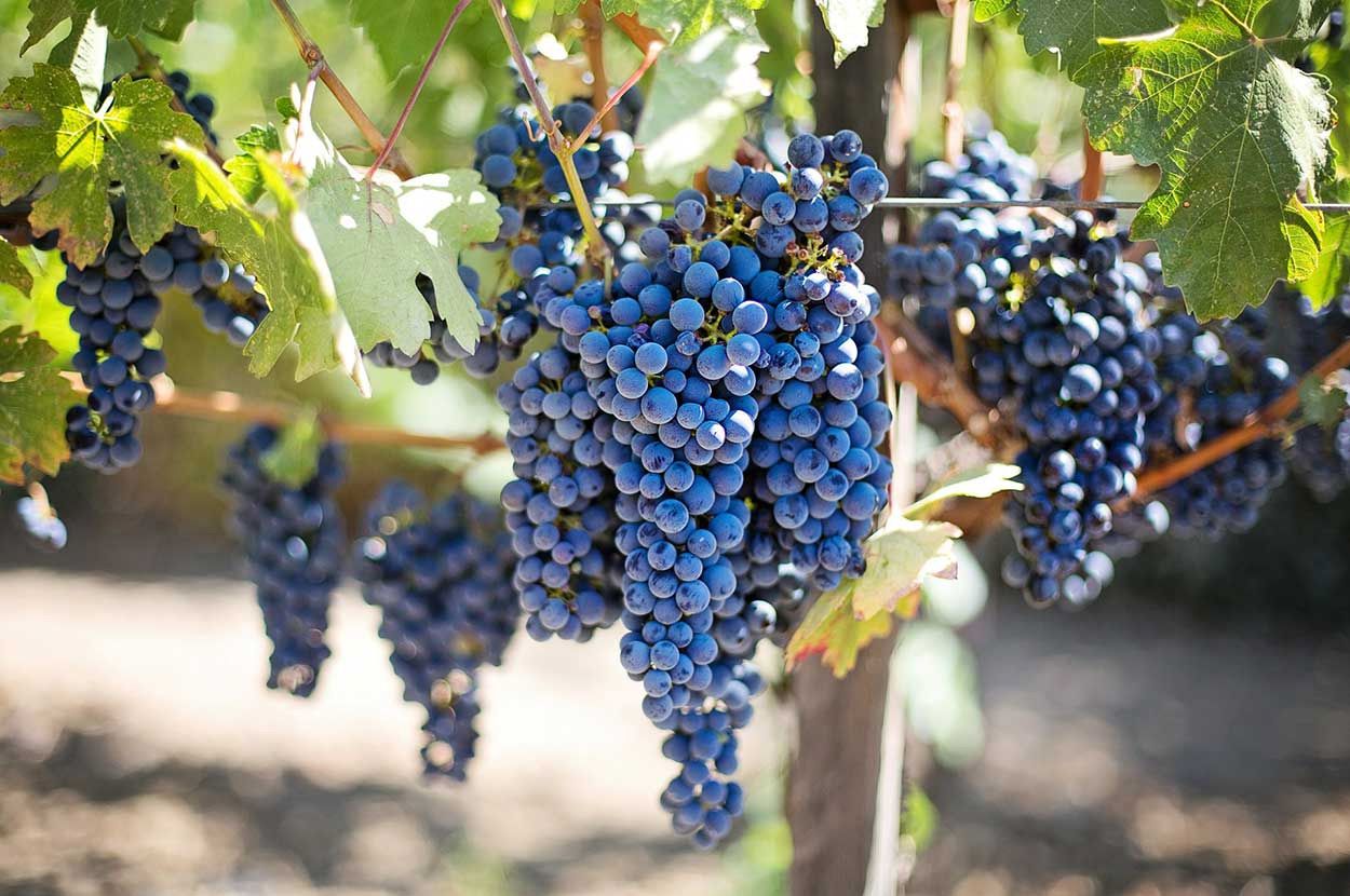 Producteur de vin Arcachon, Producteur de vin Bordeaux, Producteur de vin Gironde, Producteur de vin Médoc, Vente directe…