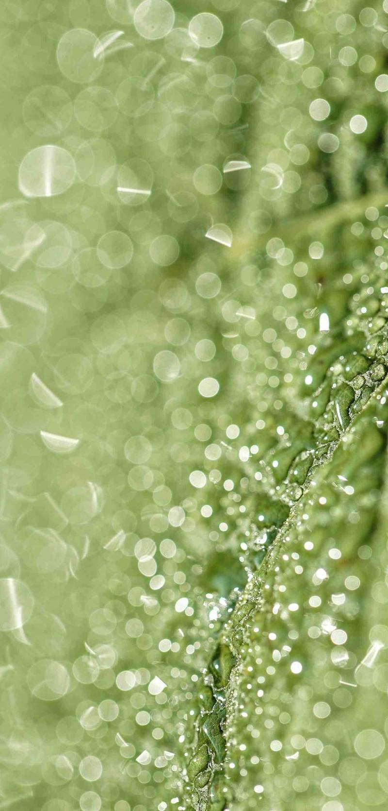 Feuille verte en macro illustrant la viticulture biologique et durable au Château des Annereaux à Lalande de Pomerol