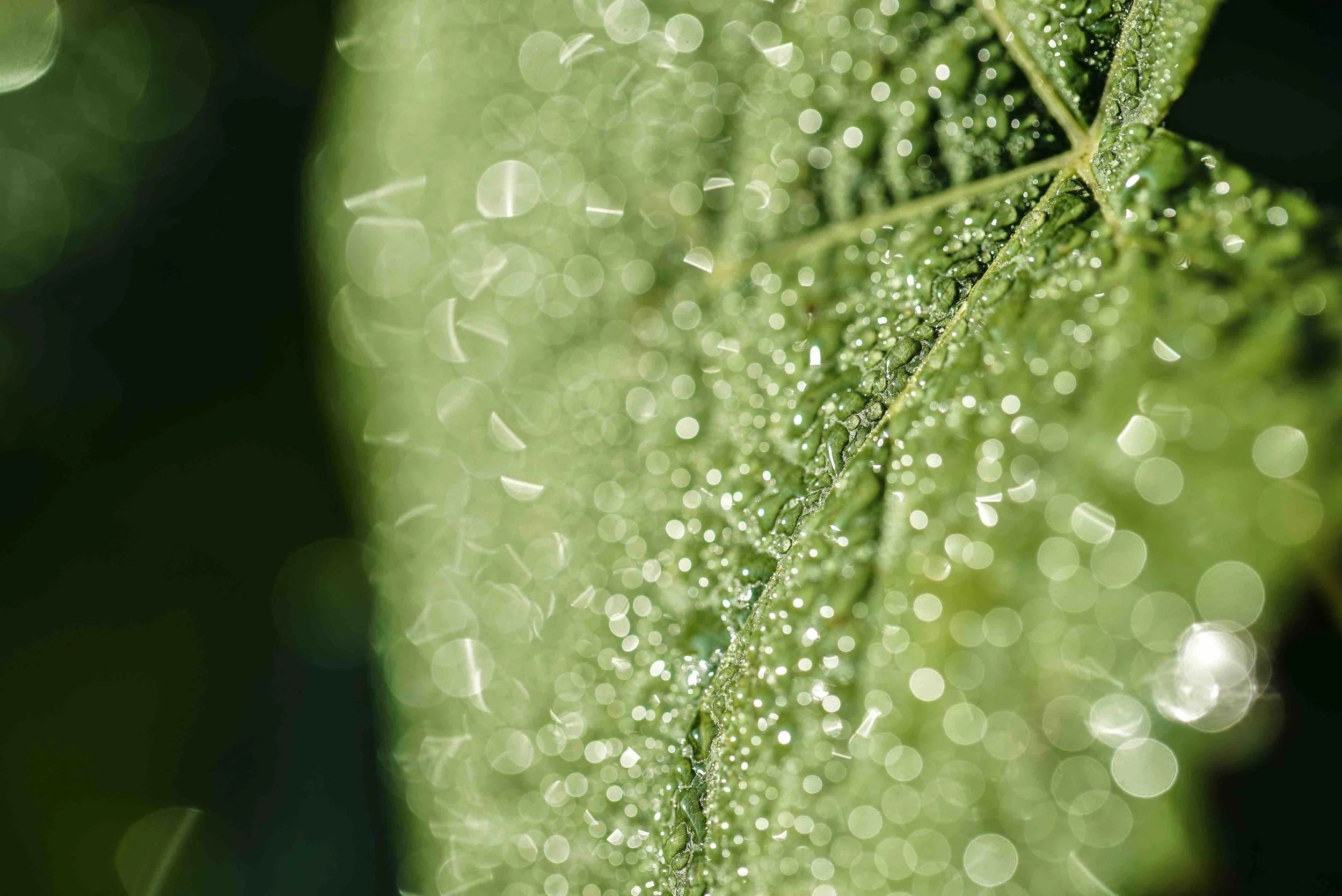 Feuille verte en macro illustrant la viticulture biologique et durable au Château des Annereaux à Lalande de Pomerol