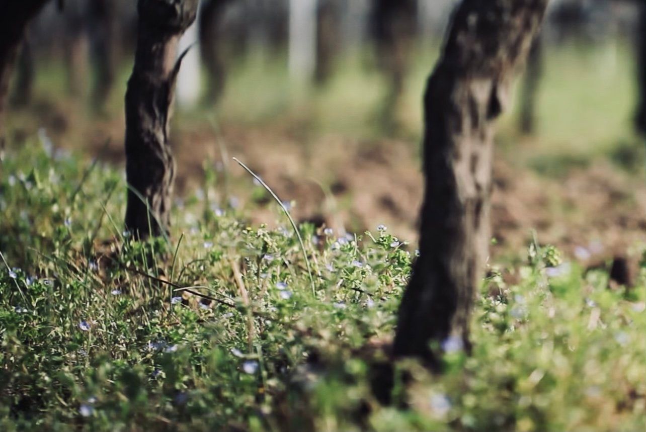 Petites fleurs au pied d’un pied de vigne au Château des Annereaux, reflétant la biodiversité favorisée par la…