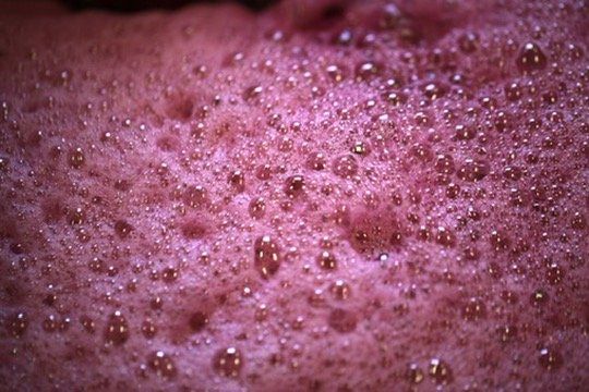 Fermentation