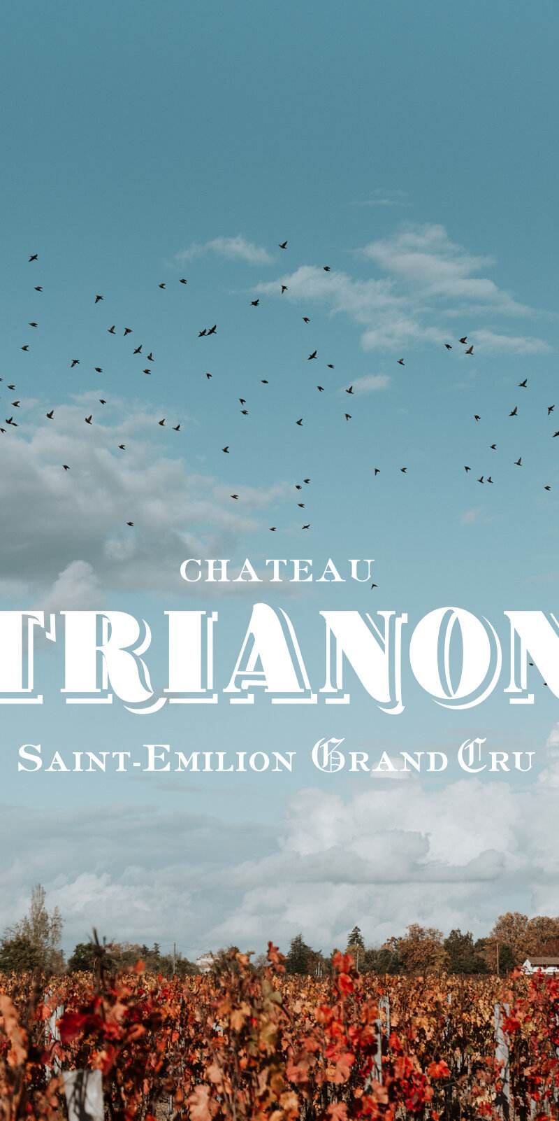 Château Trianon - Saint-Émilion Grand Cru