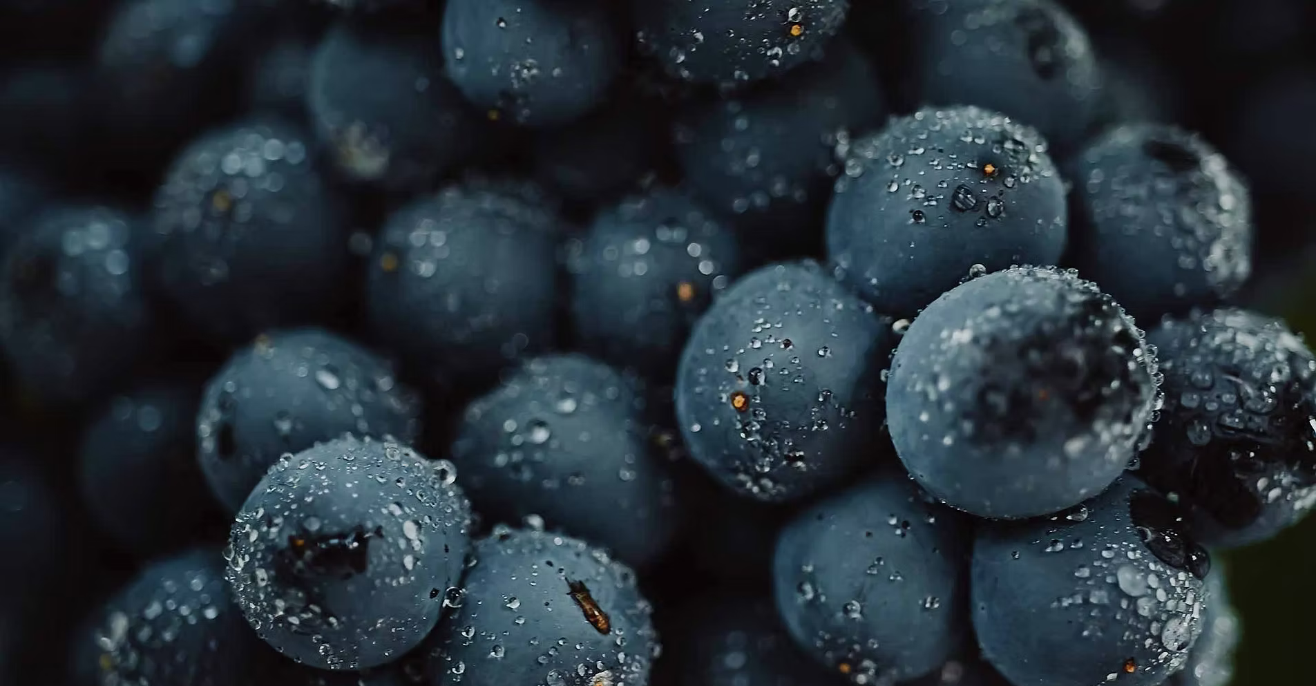 Vignobles Juste