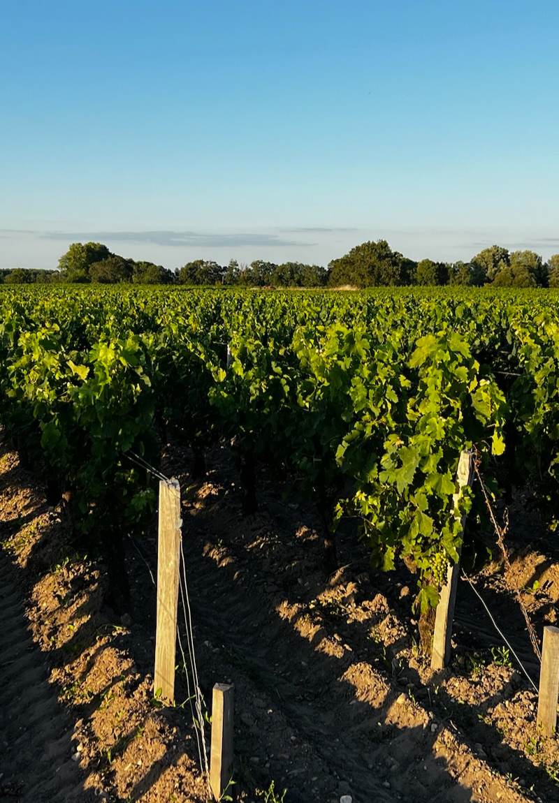 les vignobles JUSTE - Médoc