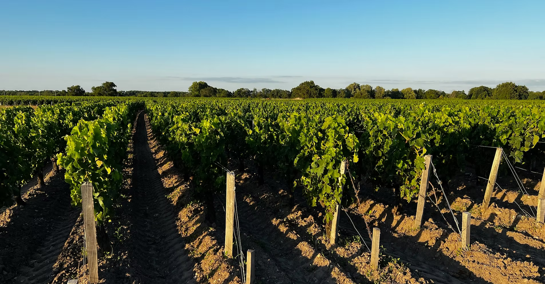 les vignobles JUSTE - Médoc
