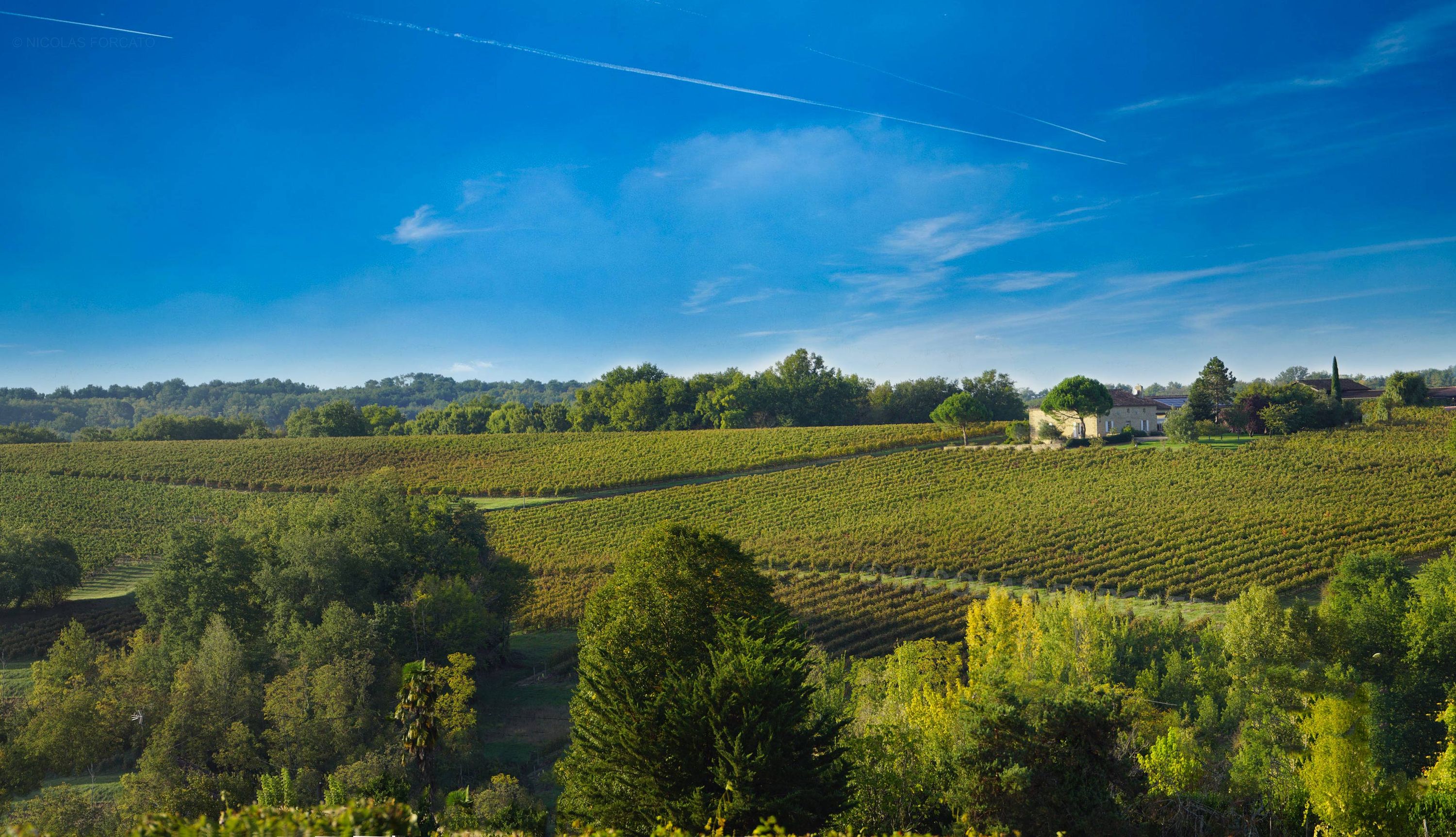 Vignobles Forcato