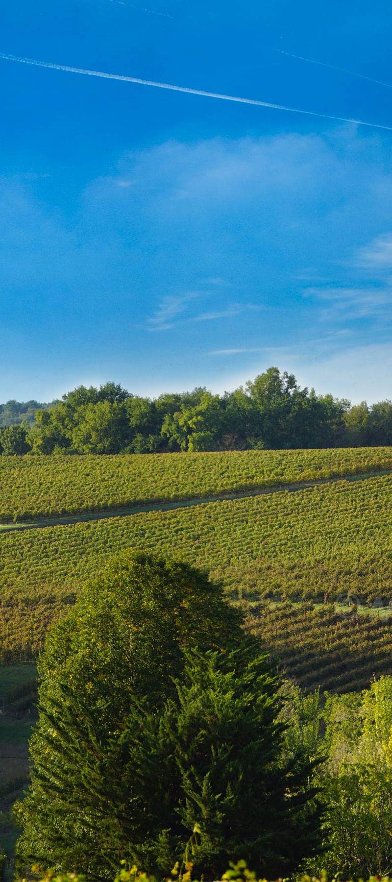 Vignobles Forcato