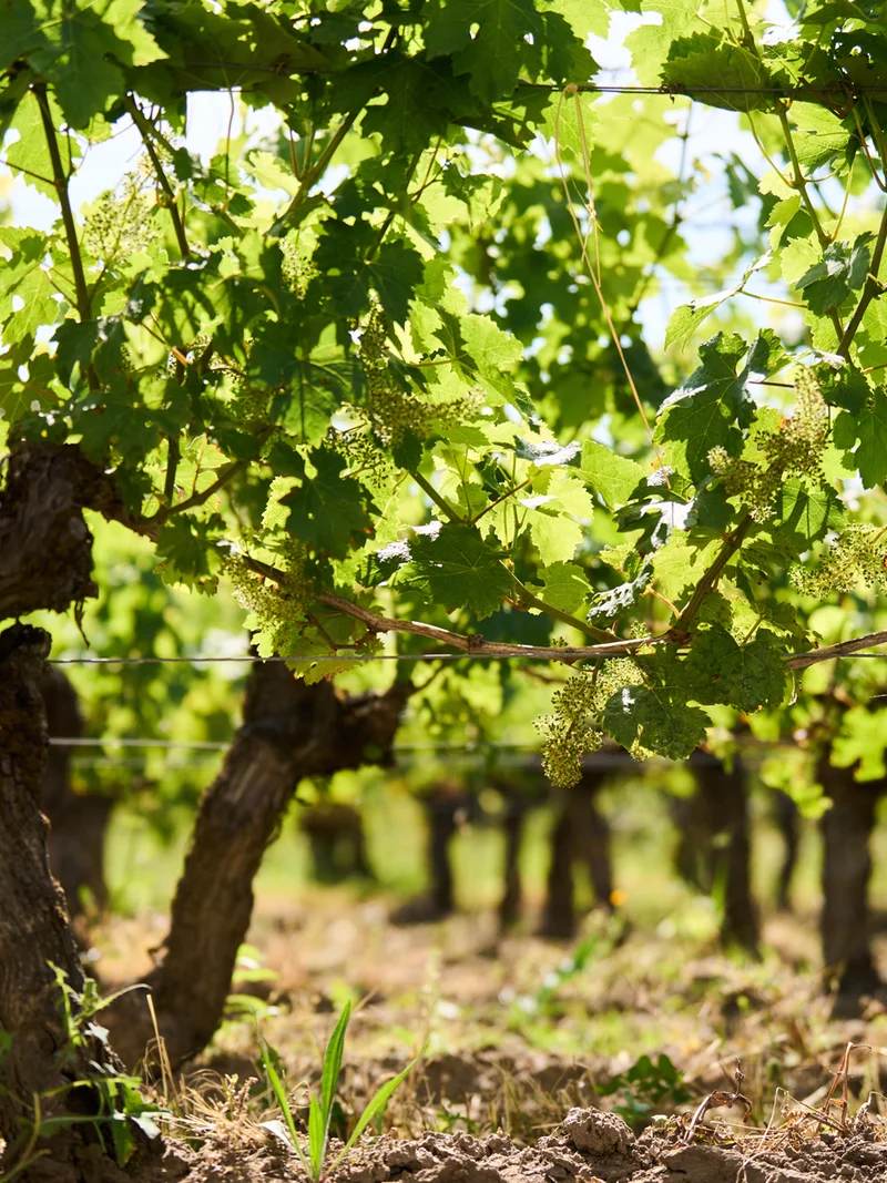 Une viticulture raisonnée - Château Haut Segottes