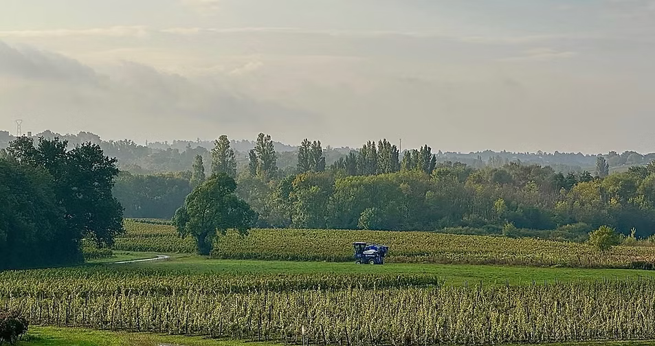 paysage vendanges 2024_edited.jpg