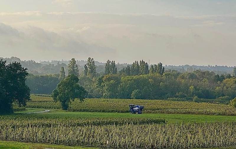 paysage vendanges 2024_edited.jpg