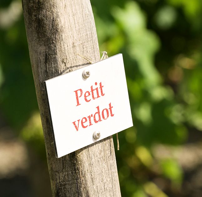 Château Yon-Figeac — photo 5