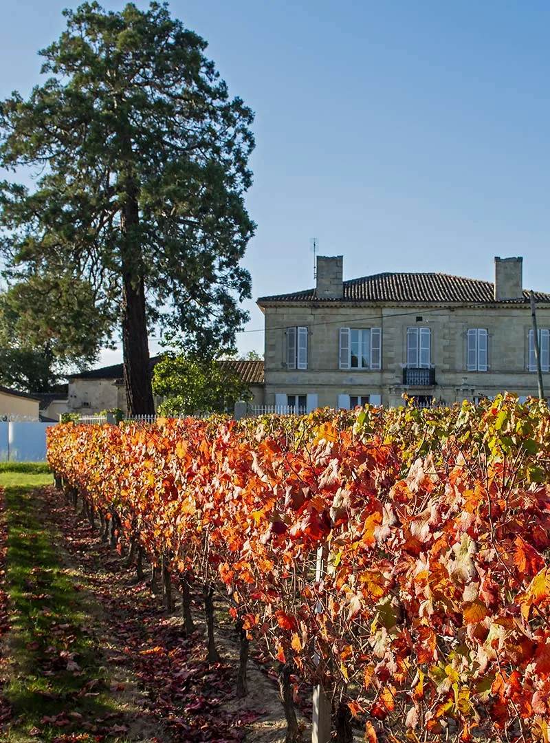 Château de l'Orangerie et son vignoble en automne
