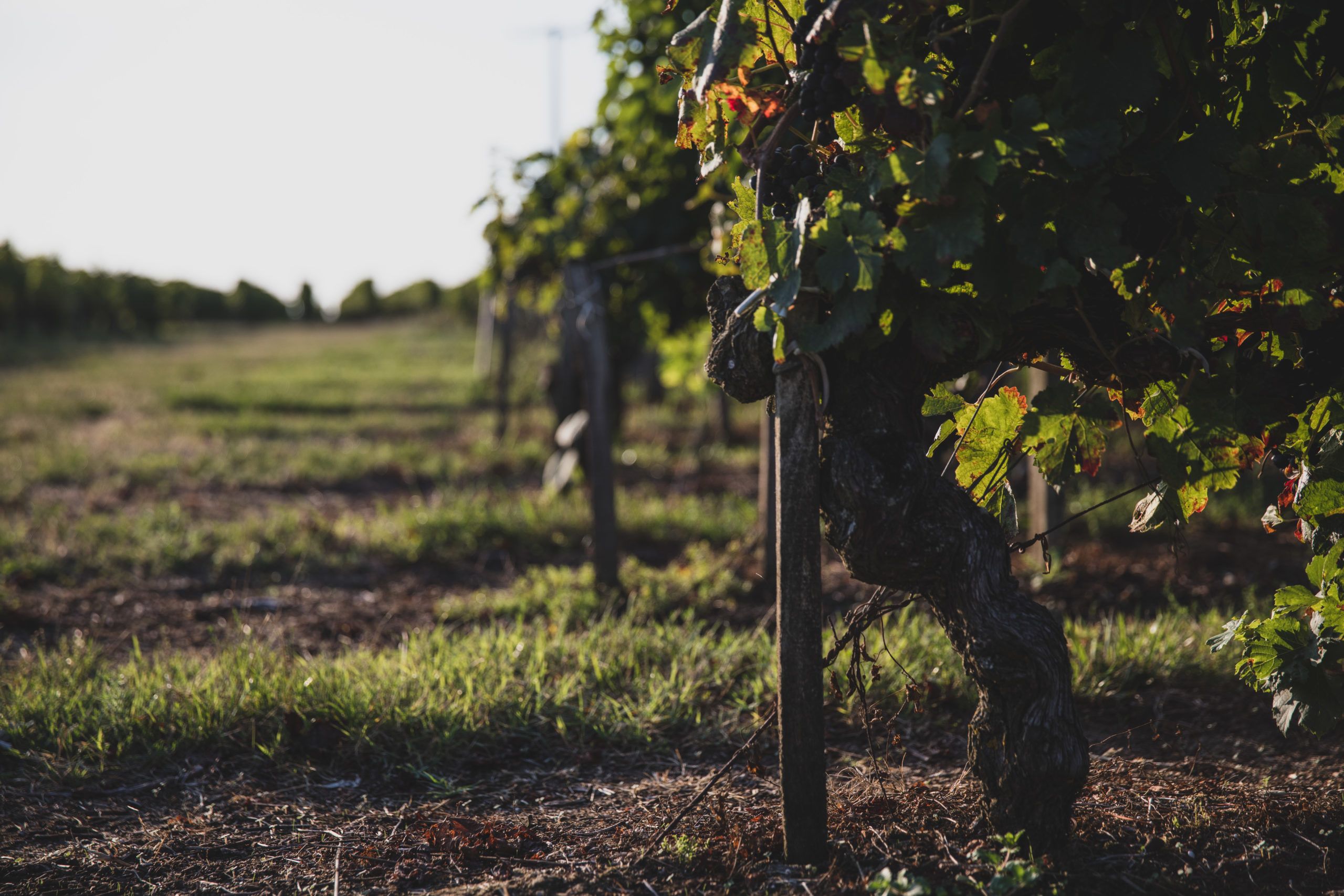 SCEA Vignobles Dubourg - Entre-deux-Mers