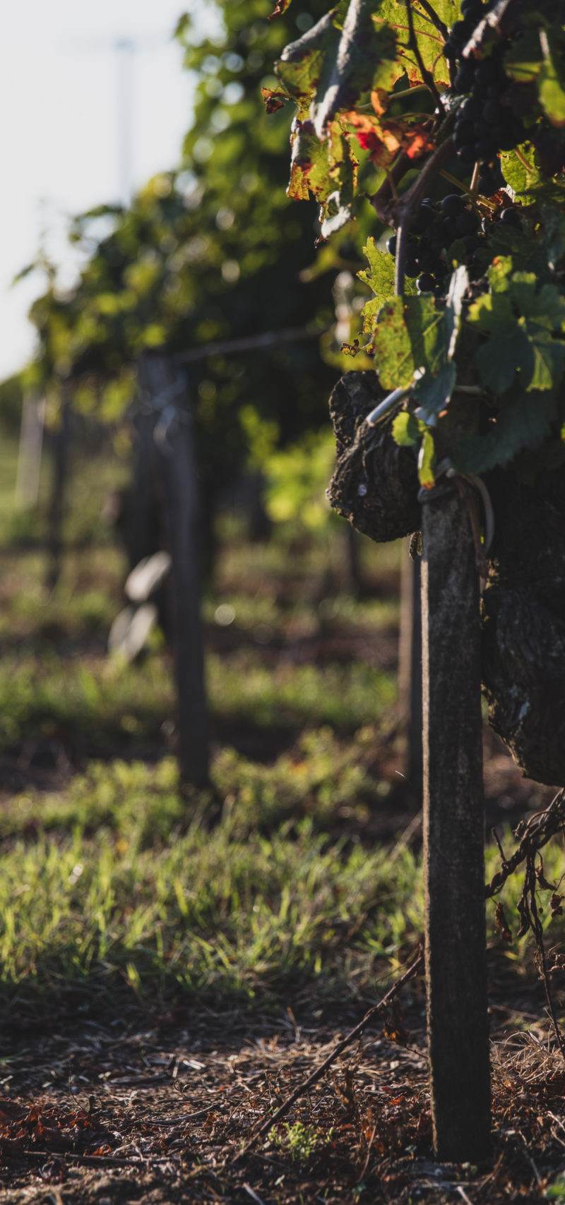 SCEA Vignobles Dubourg — photo principale
