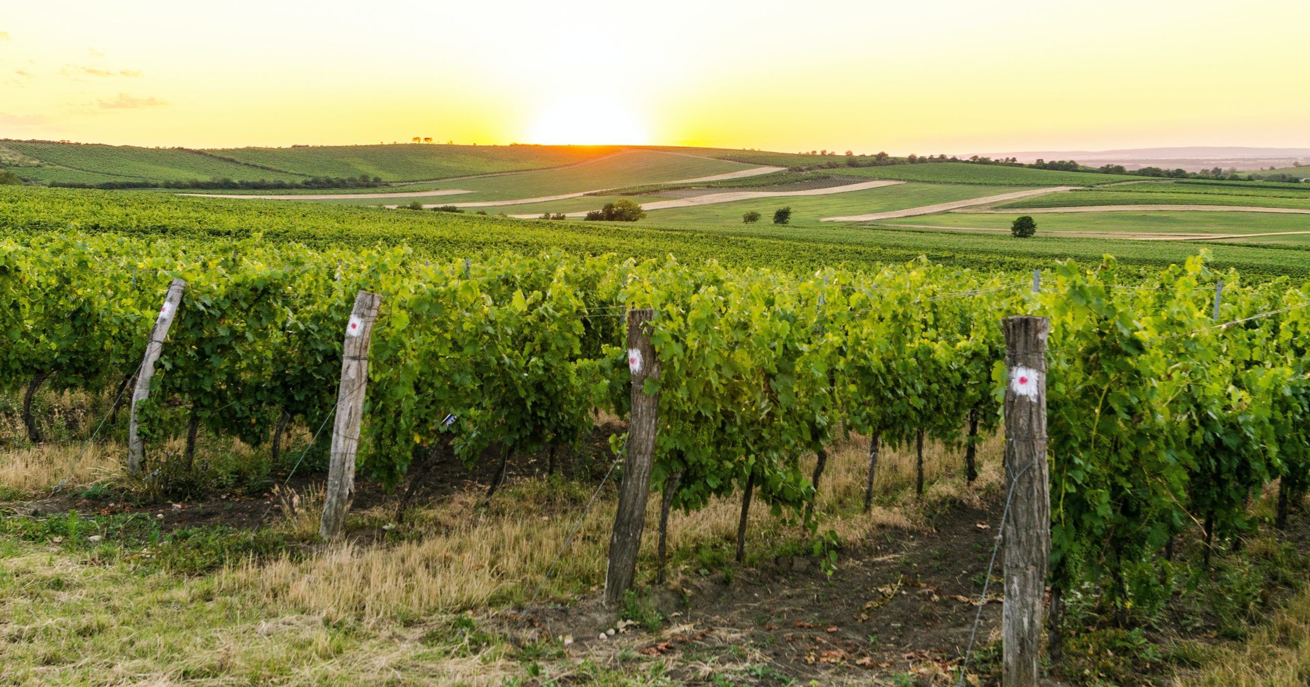 SCEA Vignobles Dubourg — photo 4
