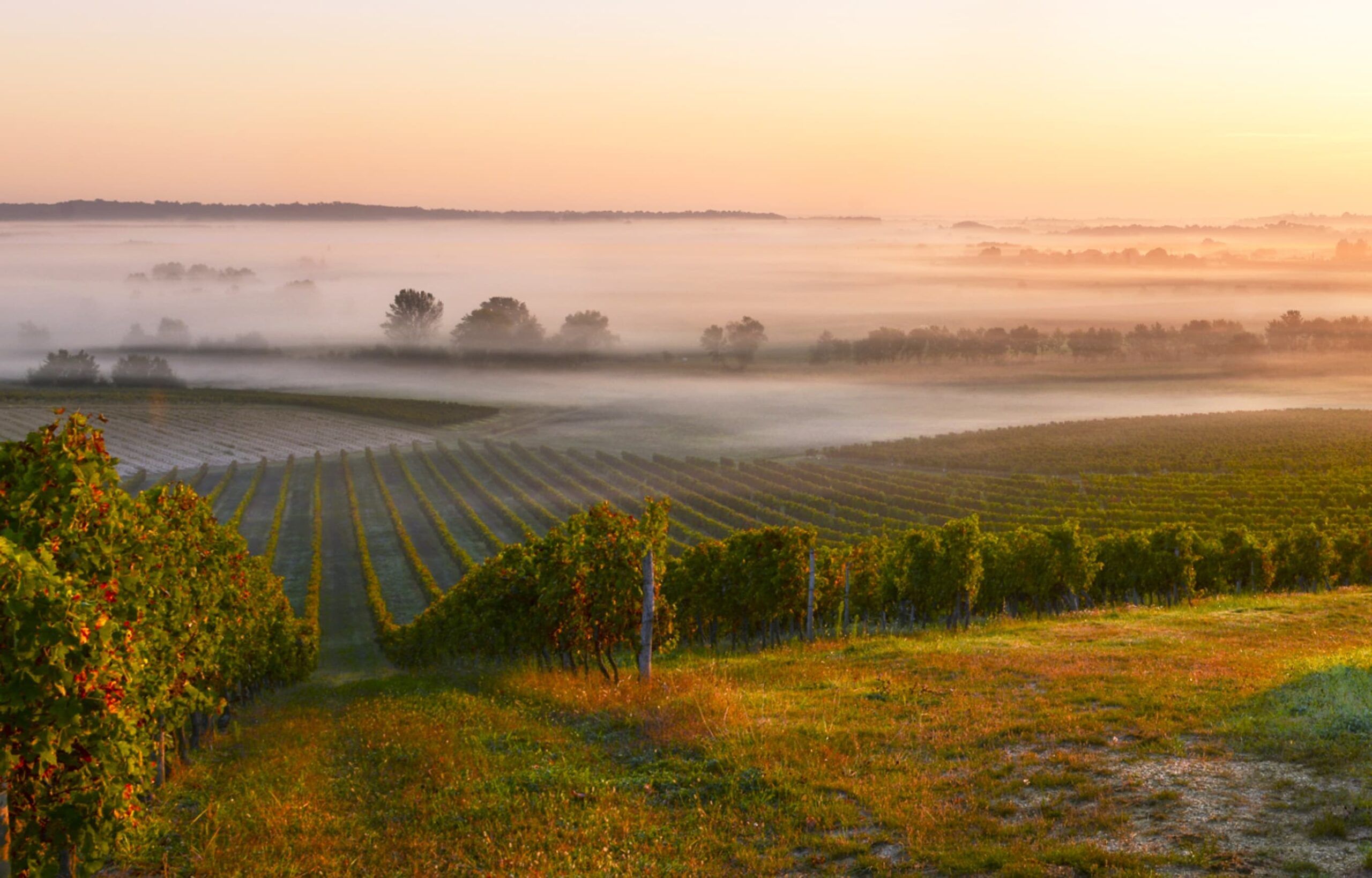 Château la Rose Monturon - Saint-Émilion