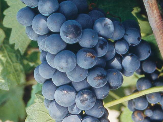 Grappe