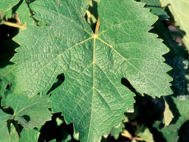 Feuille