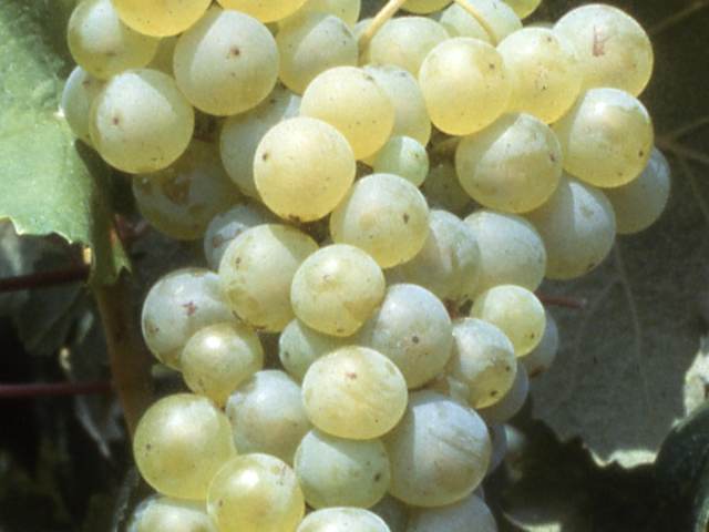 Grappe