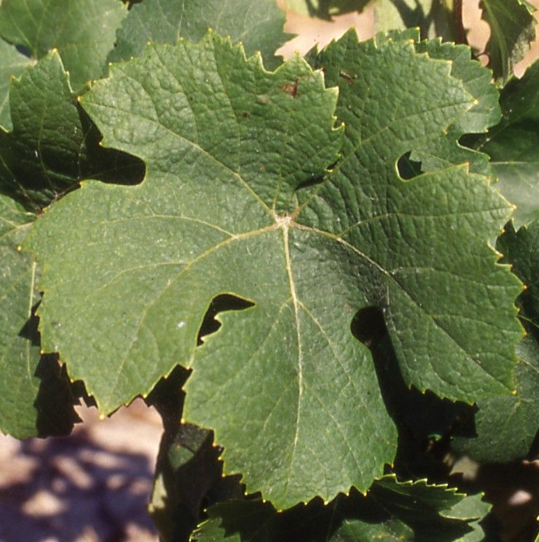 Feuille