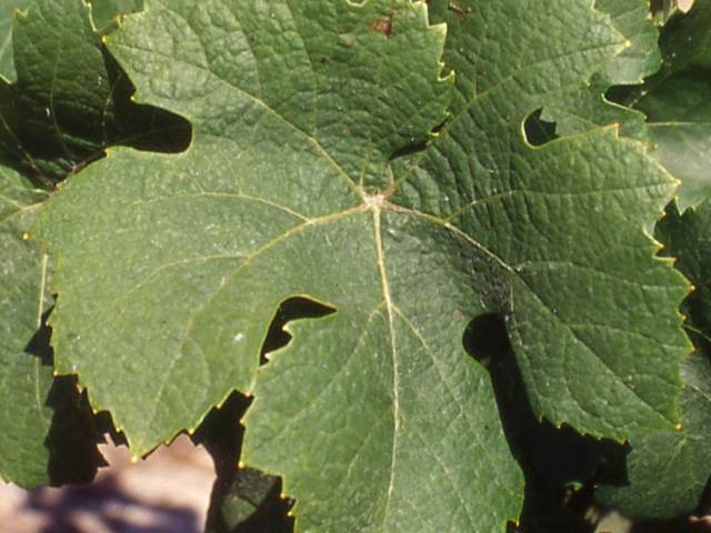 Feuille
