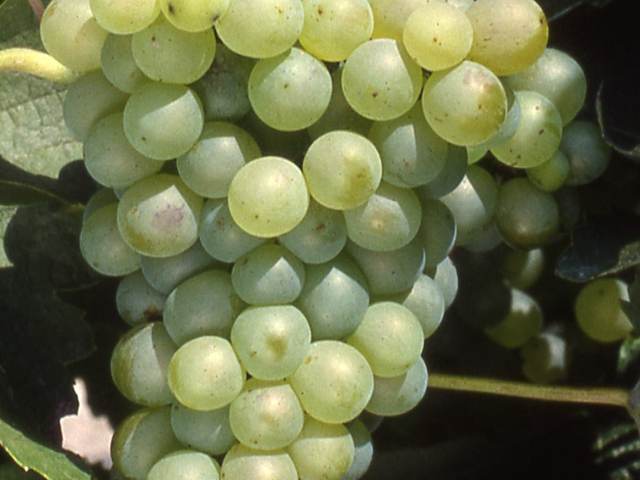Grappe