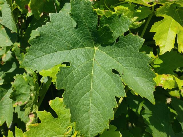 Feuille