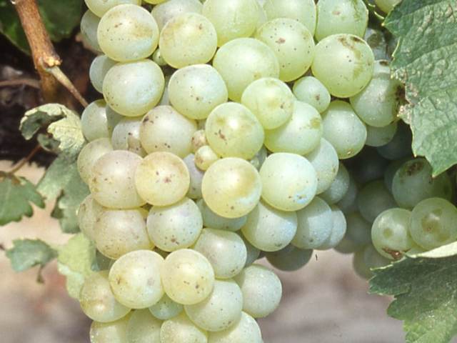 Grappe