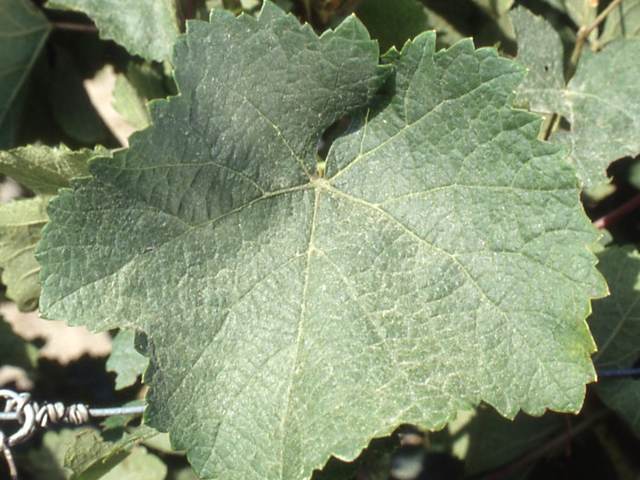 Feuille