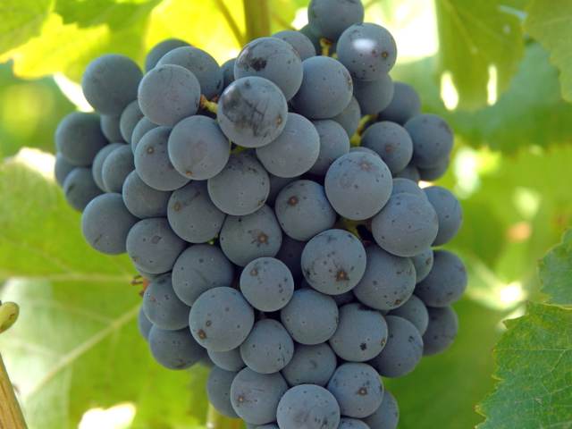 Grappe