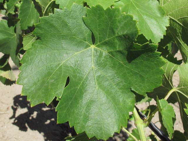 Feuille
