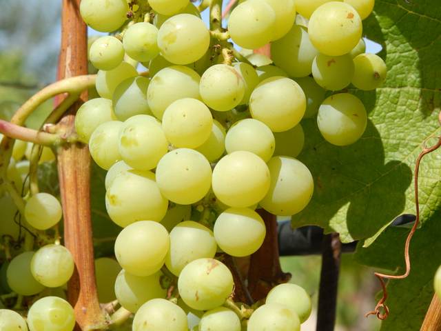 Grappe